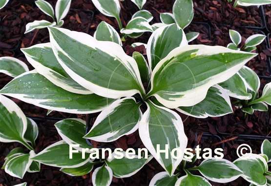 Hosta Zonda